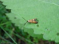 Nemophora degeerella