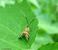 Nemophora degeerella