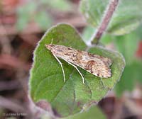 Nomophila noctuella