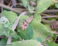Nomophila noctuella