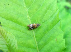 Olethreutes arcuella