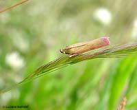 Oncocera semirubella