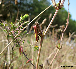 Oncocera semirubella