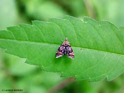 Prochoreutis sehestediana