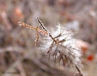 Platyptilia sp.