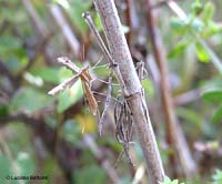 farfallina Pterophoridae sp