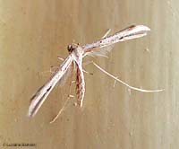 Pterophoridae sp