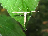 Pterophoridae sp.