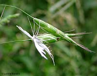 Pterophorus pentadactylus
