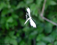 Pterophorus pentadactylus