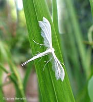Pterophorus pentadactylus