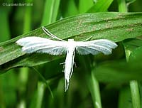 Pterophorus pentadactylus