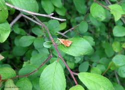 pyralide sp.