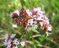 Pyrausta purpuralis