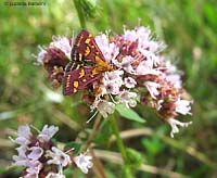 Pyrausta purpuralis sui fiori dell'origano