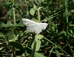 Scopula ornata