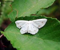 Scopula ornata