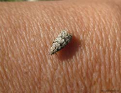 Symmoca signatella