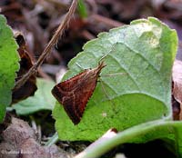 Synaphe punctalis
