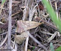 Synaphe punctalis