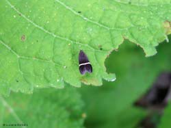 Syncopacma cinctella