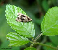 Syricoris lacunana