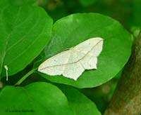 Timandra comae