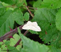 Timandra comae
