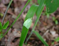 Tortrix viridana