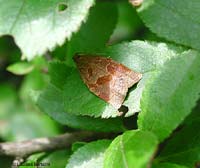 Tortricidae Archips sp.