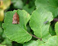 Tortricidae Archips sp.