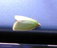 Tortrix viridana