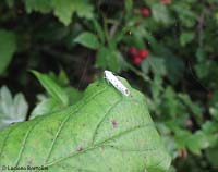 farfallina Yponomeuta sp. adulta