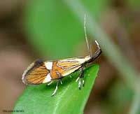 Alabonia geoffrella