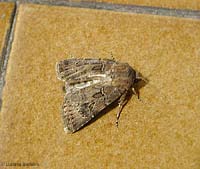 falena grigia