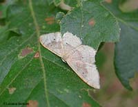 farfallina chiara