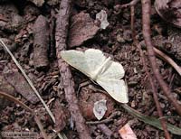 farfallina chiara