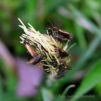 Micropterix calthella
