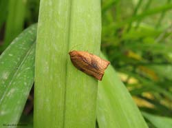 Cacoecimorpha pronubana