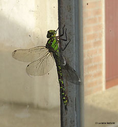 Libellula Aeshna cyanea femmina