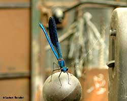 Calopteryx splendens