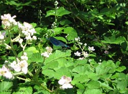 Calopteryx splendens maschio