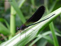 Calopteryx haemorrhoidalis maschio - damigella scura