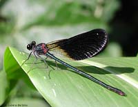 Calopteryx haemorrhoidalis maschio