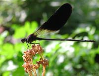 Calopteryx haemorrhoidalis maschio