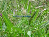 Enallagma cyathigerum maschio