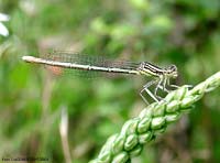 Damigella a strisce azzurrine Platycnemis pennipes