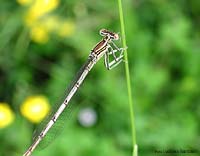 Zigotteri -Damigella - Platycnemis pennipes