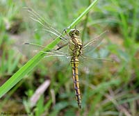 Libellula Orthetrum cancellatum maschio giovane