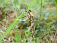 Libellula Orthetrum cancellatum maschio giovane